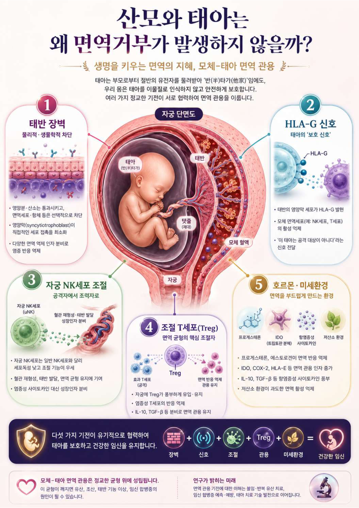 산모와 태아는 왜 면역거부가 발생하지 않을까 - 5가지 기전